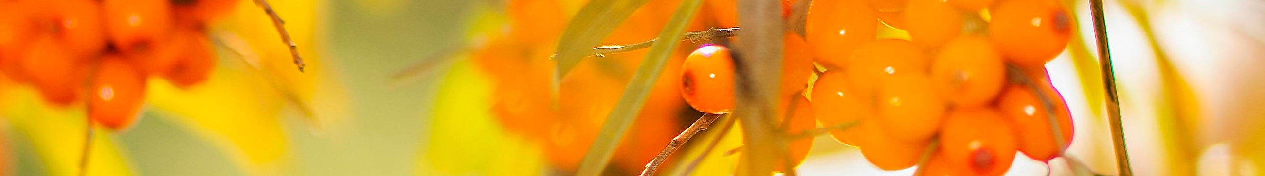 Sinun Omega-7 rasvahapot joka haluaa tukea limakalvojen ja ihon hyvinvointia luonnollisella tavalla Outletapteekki